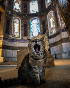 144739011_436923677362284_1969923172039109807_n